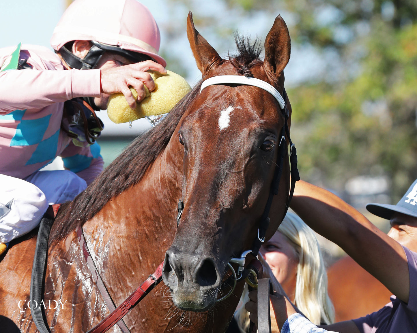 BEAR RIVER - Mint Kentucky Turf Sprint Stakes - G2 - 08-30-25 - R09 - KD - Headshot 01 - Coady Media - Kurtis Coady Photography