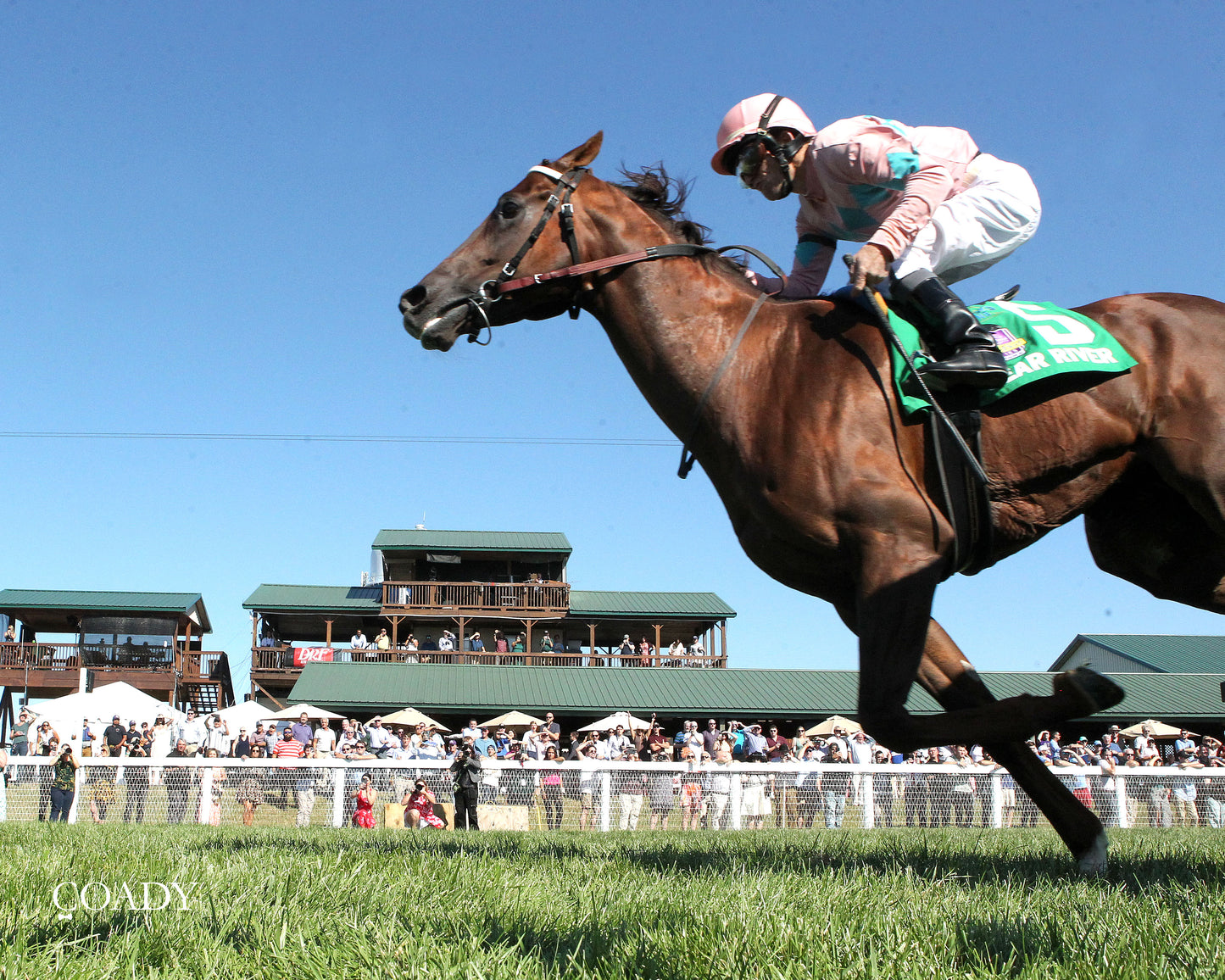 BEAR RIVER - Mint Kentucky Turf Sprint Stakes - G2 - 08-30-25 - R09 - KD - Under Rail 01 - Coady Media - Kurtis Coady Photography