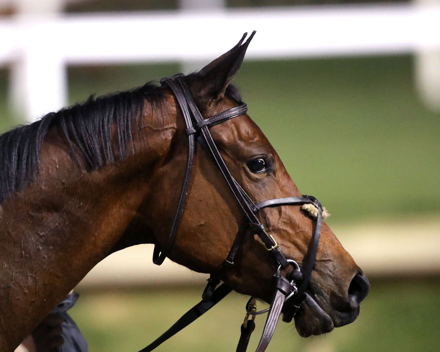 BELLA BALLERINA - The Golden Rod G2 - 11-29-25 - R11 - CD - Come Back 03