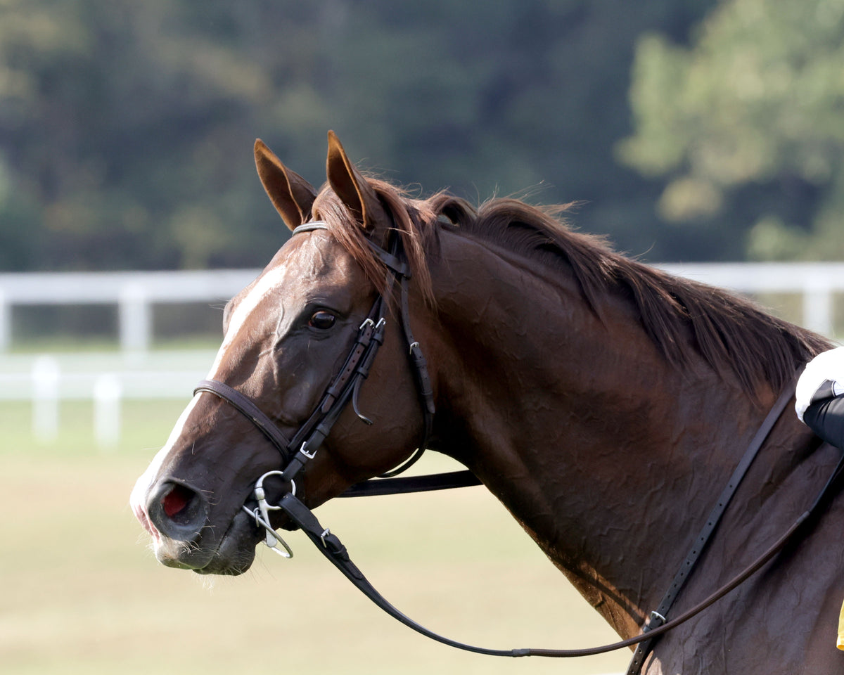 CAROLINE ST. BEAT - Nashville Derby Invitational G2 - 09-05-26 - R08 - KD - Come Back 01