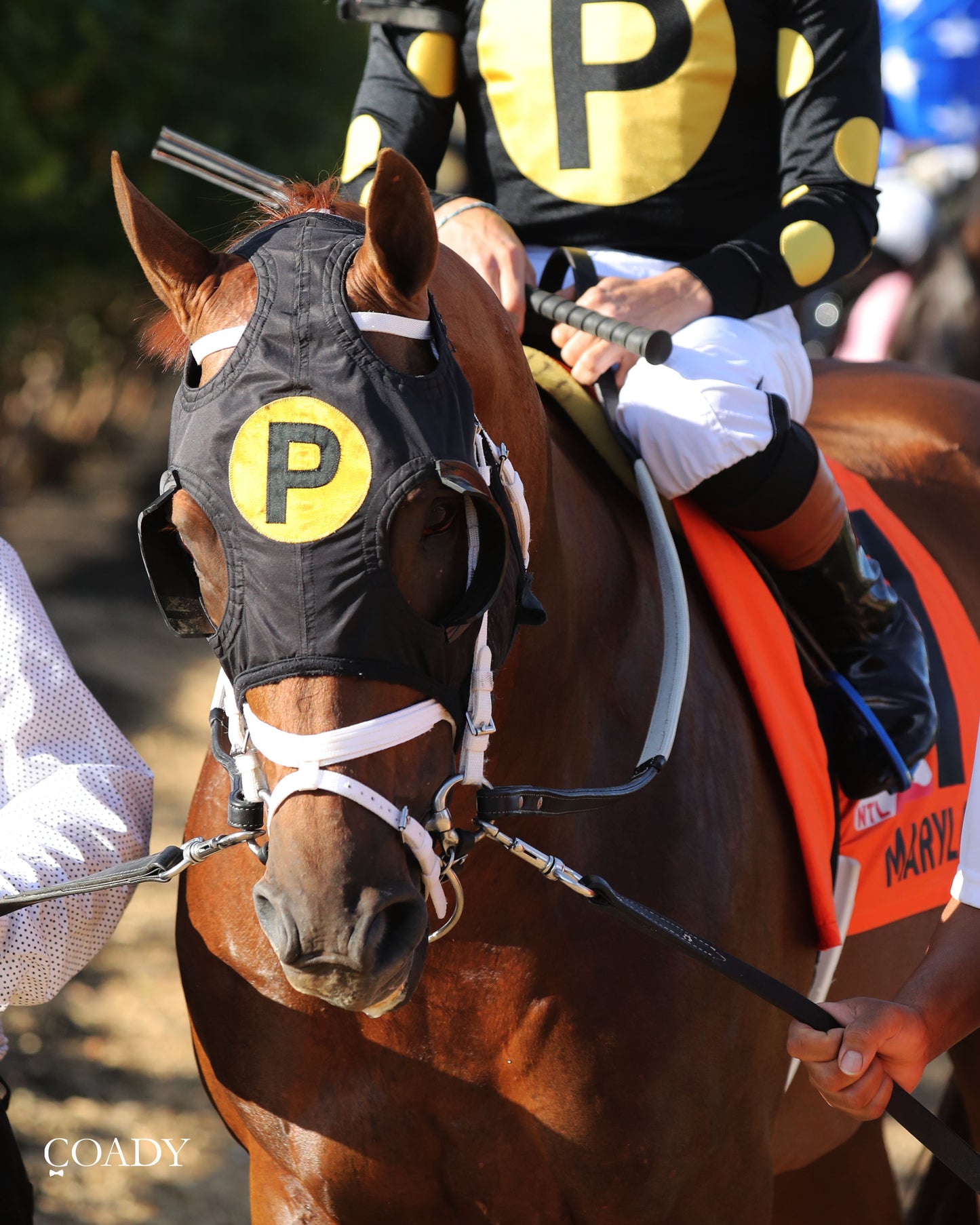 CHASING THE CROWN - The NTL Tight Spot Overnight Handicap - 08-31-25 - KD - Paddock 01 - Coady Media - Kurtis Coady Photography