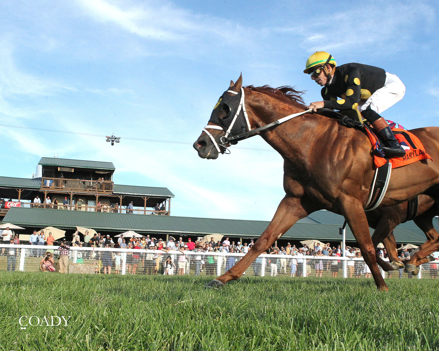 CHASING THE CROWN - The NTL Tight Spot Overnight Handicap - 08-31-25 - KD - Under Rail 02 - Coady Media - Kurtis Coady Photography