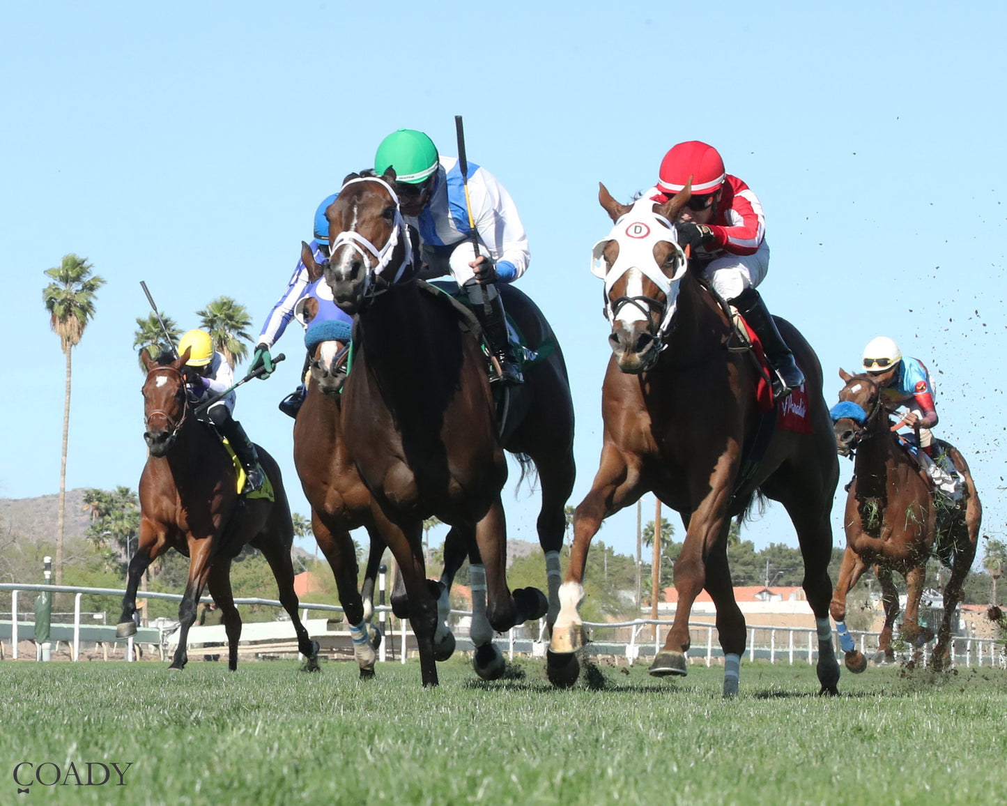 DONTGIVEUPTHEFIGHT - Queen Of The Green Handicap - 03-21-26 - R04 - Turf Paradise - Under Rail - Coady Media - Kurtis Coady Photography