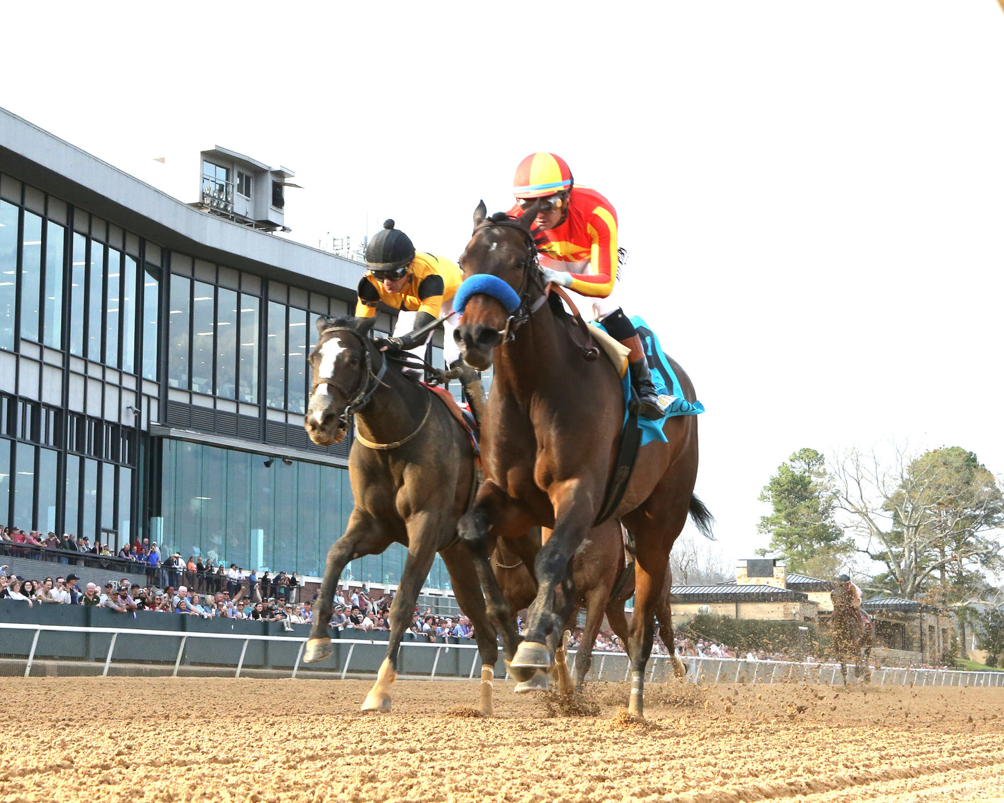 EXPLORA - Honeybee Stakes G3 - 03-01-26 - R09 - OP - Under Rail 02 - Coady Media - Kurtis Coady Photography
