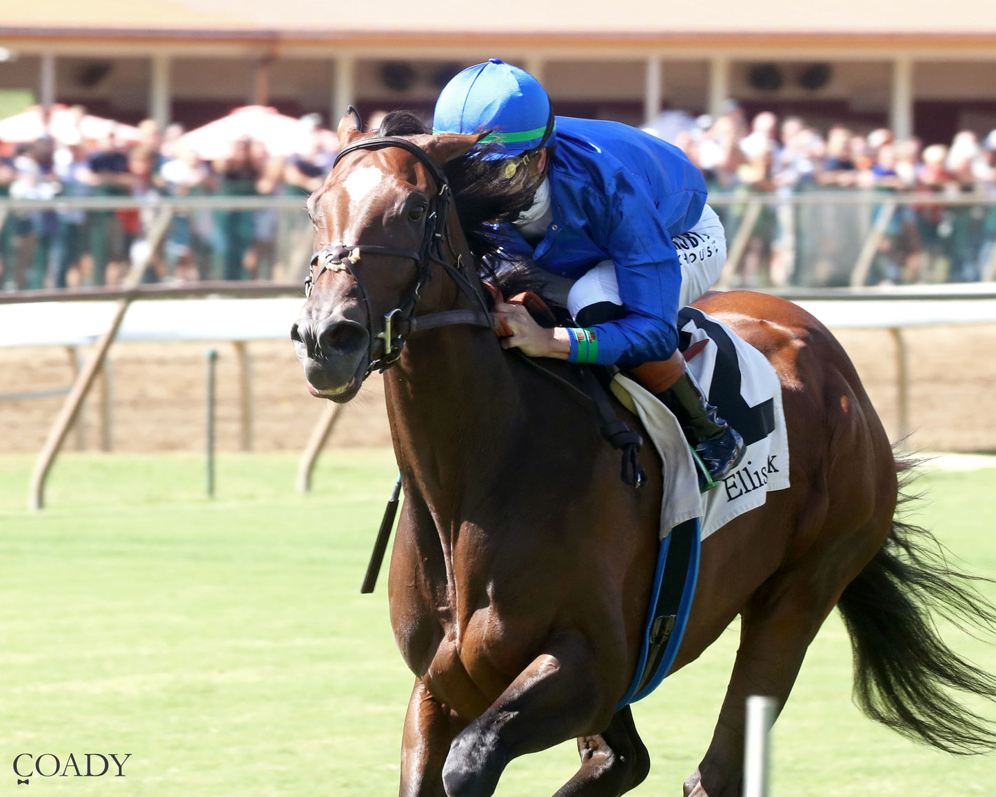 HOPE MISSION - The Ellis Park Turf Stakes - 08-24-25 - R08 - ELP - Inside Finish 01 - Coady Media - Kurtis Coady Photography