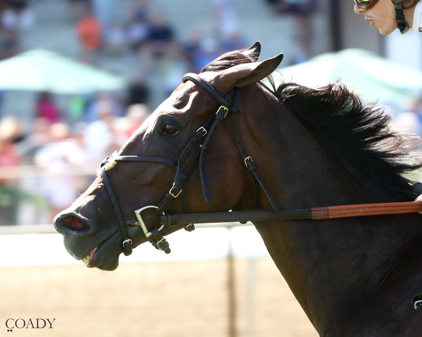 HOPE MISSION - The Ellis Park Turf Stakes - 08-24-25 - R08 - ELP - Inside Finish 02 - Coady Media - Kurtis Coady Photography
