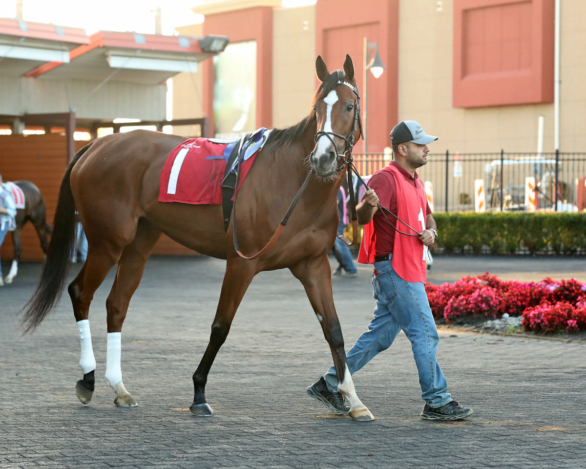 JUST RUTHLESS - The 20th Running of The H.B.P.A. Stakes - 10-12-26 - R07 - PID - Paddock 05