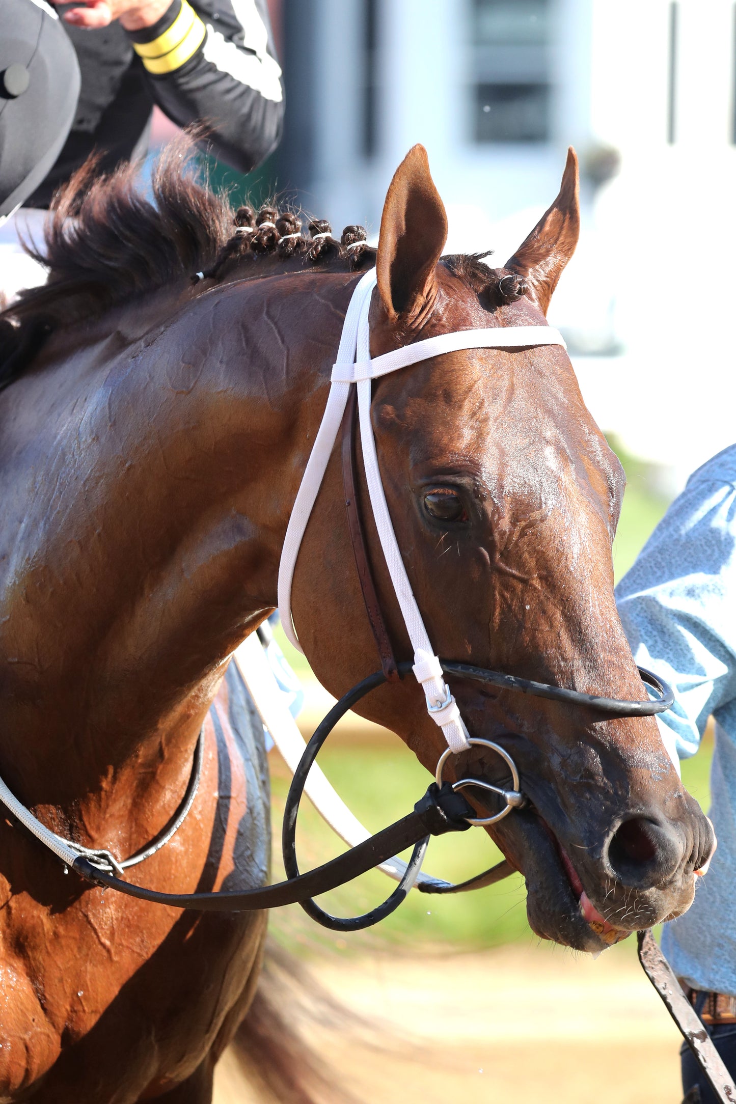 LAGYNOS - 053026 - Race 11 - CD The Arlington Stakes G3 - Come Back 02
