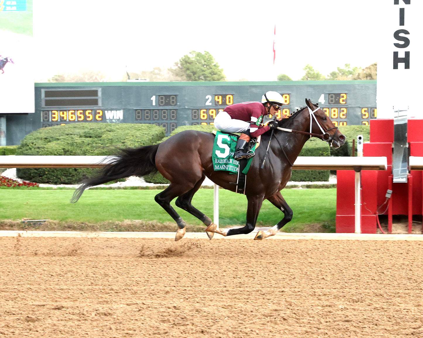 MAGNITUDE - The Razorback Handicap G3 - 02-28-26 - R10 - OP - Finish 01 - Coady Media - Kurtis Coady Photography