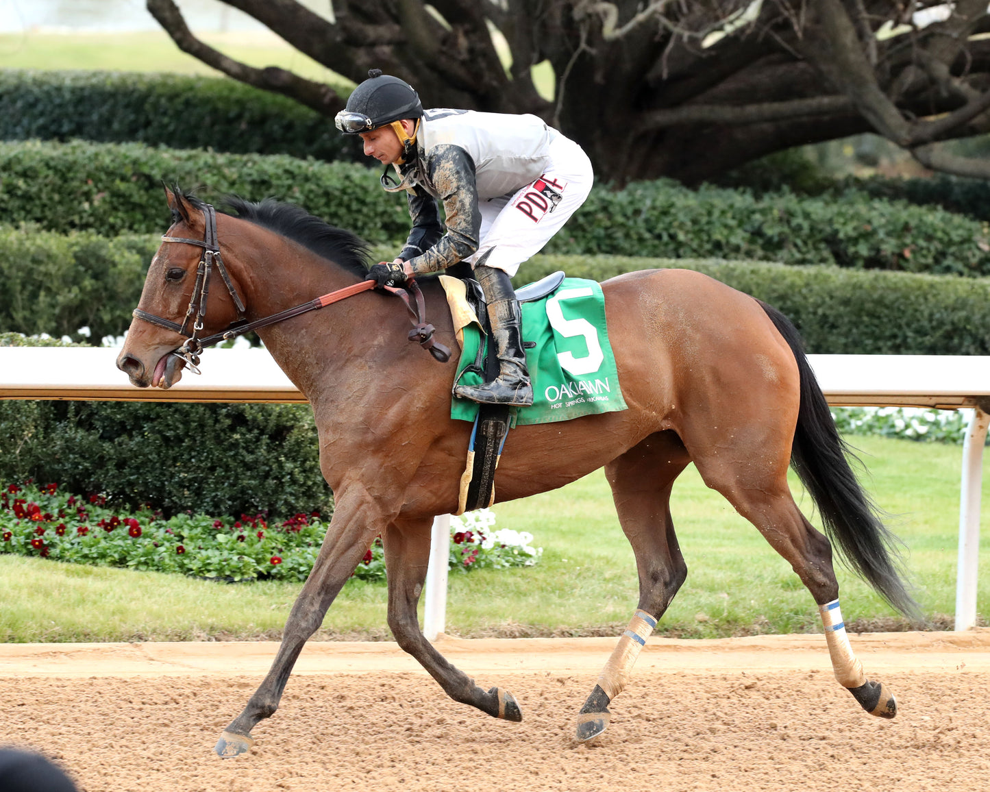 MAJESTIC OOPS - The American Beauty Stakes - 02-13-26 - R08 - OP - Come Back 03 - Coady Media - Kurtis Coady Photography