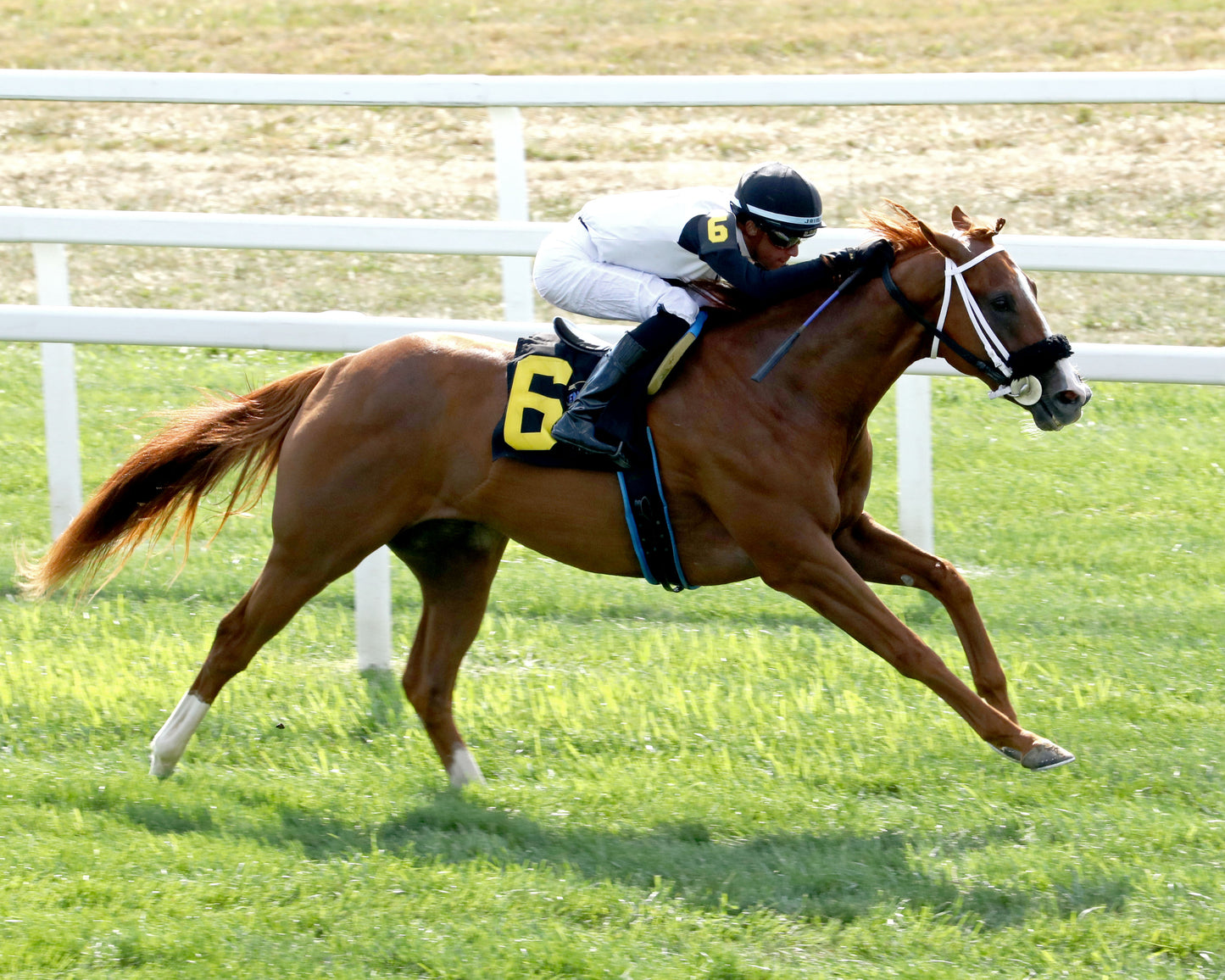MID AMERICAN - 082926 - Race 06 - KD Kentucky Downs Juvenile Sprint - Finish 05