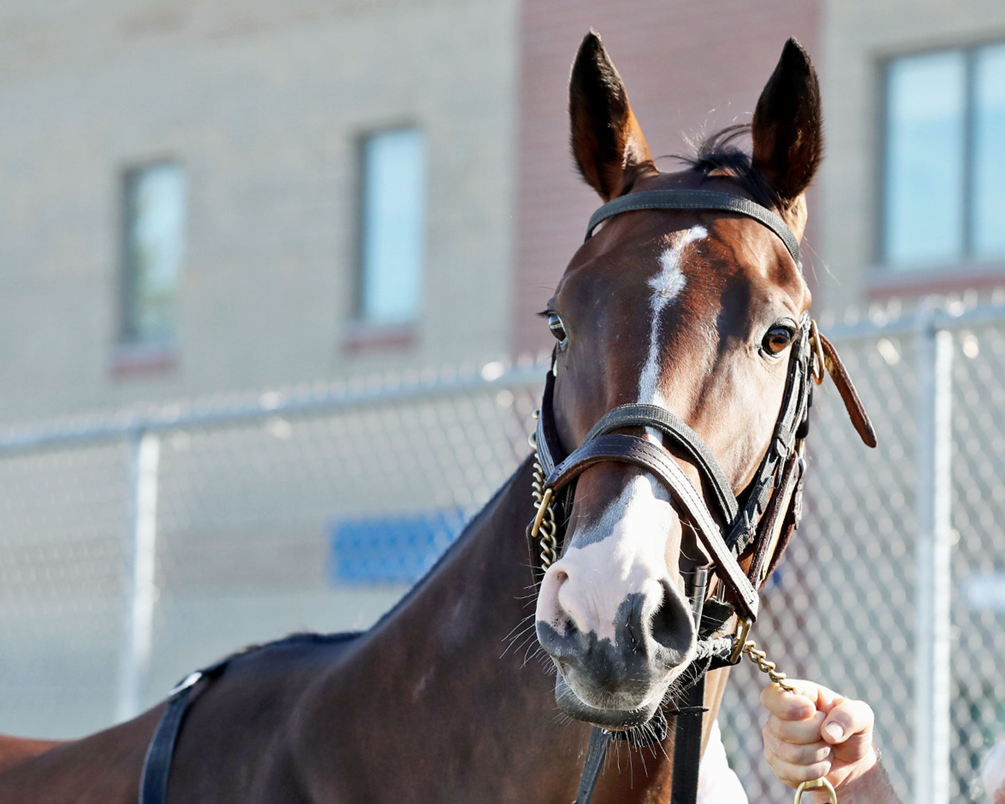 MS. TART - The Satin And Lace Stakes - 08-18-25 - R07 - Paddock 01 - Coady Media - Kurtis Coady Photography
