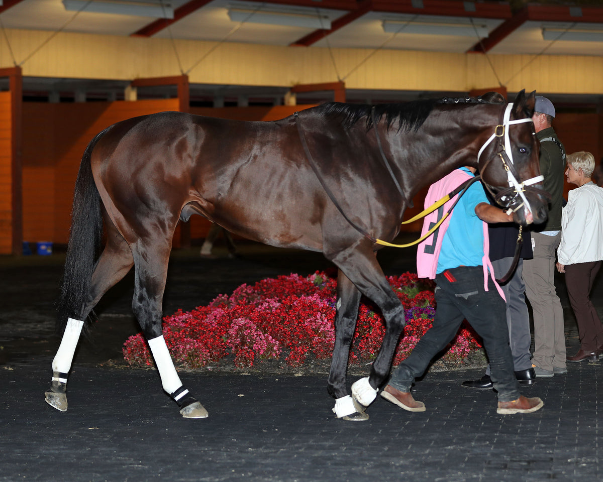 NEOEQUOS - The Presque Isle Mile - 09-18-26 - R08 - PID - Paddock 02