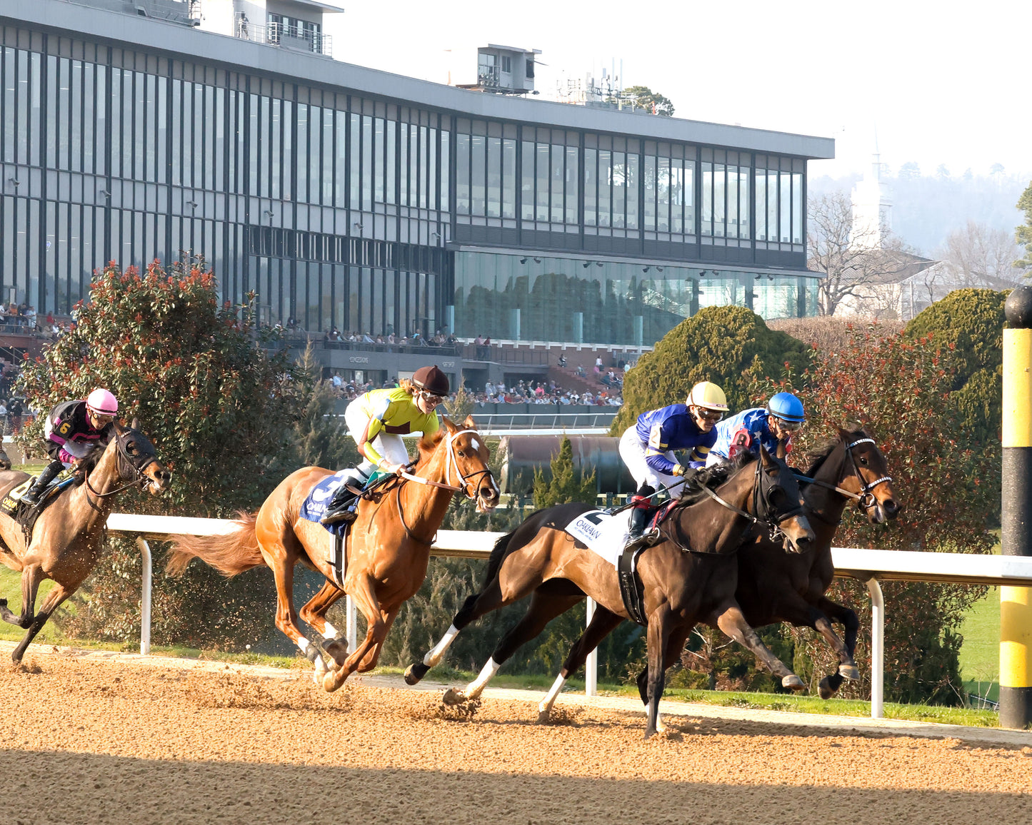 NERAZURRI - 022726 - Race 08 - The Trivista Overnight Stakes - OP - First Turn 01 - Coady Media - Kurtis Coady Photography