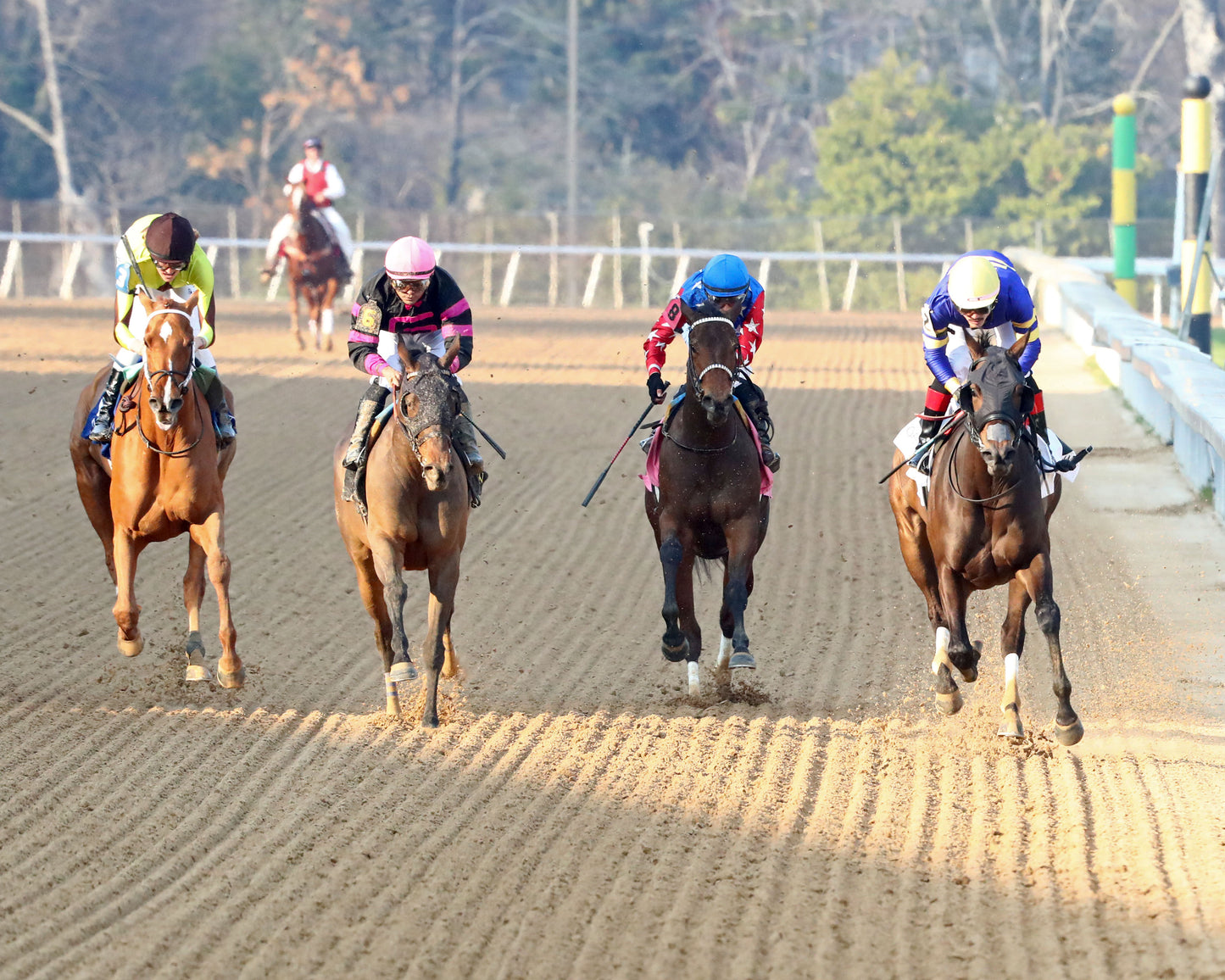 NERAZURRI - 022726 - Race 08 - The Trivista Overnight Stakes - OP - Head On 01 - Coady Media - Kurtis Coady Photography