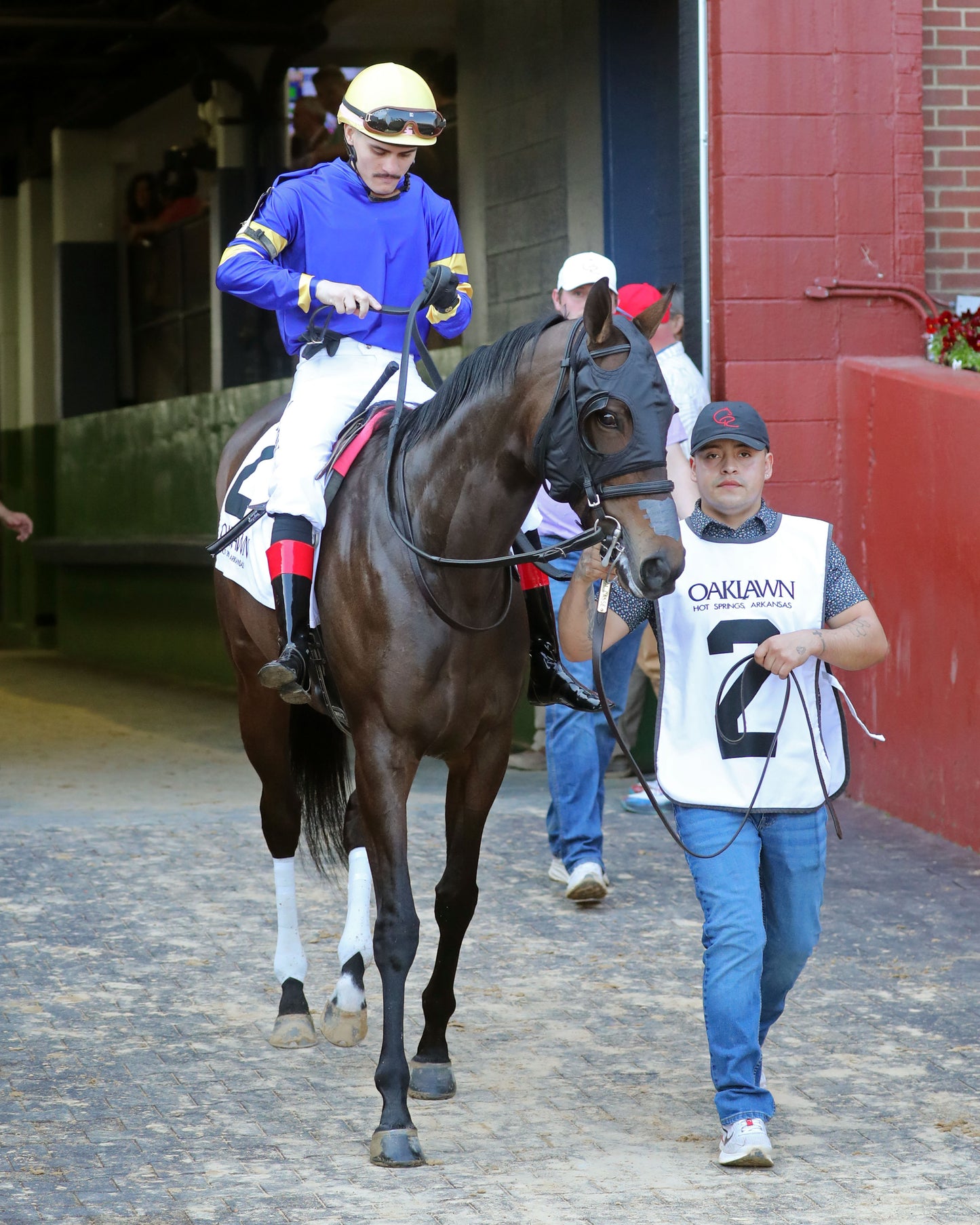 NERAZURRI - 022726 - Race 08 - The Trivista Overnight Stakes - OP - Post Parade 03 - Coady Media - Kurtis Coady Photography