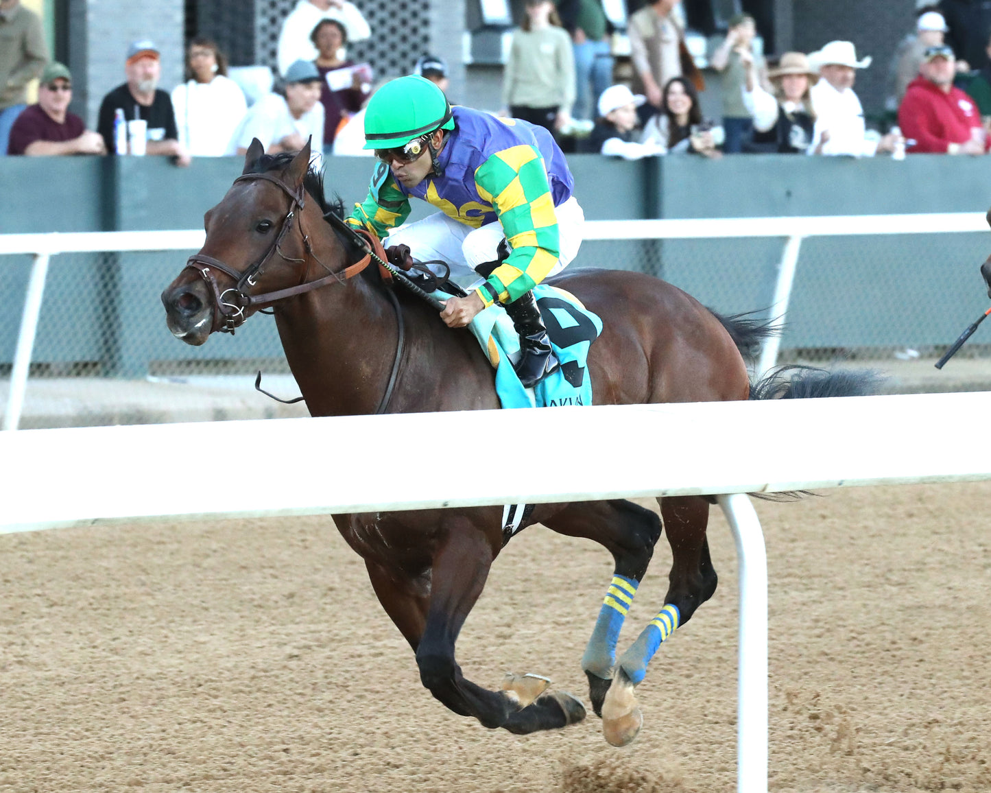 OSCAR'S HOPE - The Ozark Stakes - 02-16-26 - R09 - OP - Inside Finish 02 - Coady Media - Kurtis Coady Photography