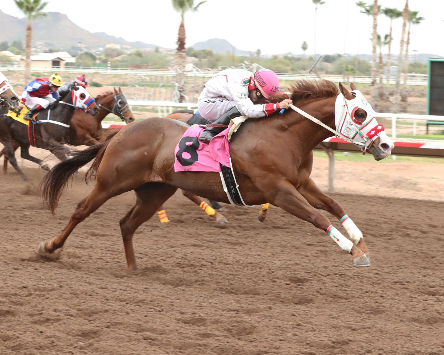 PARADISE PETE - AQRA-Turf Paradise Open Quarter Horse Derby - 12-31-25 - R02 - Turf Paradise - Finish 2 - Coady Media - Kurtis Coady Photography