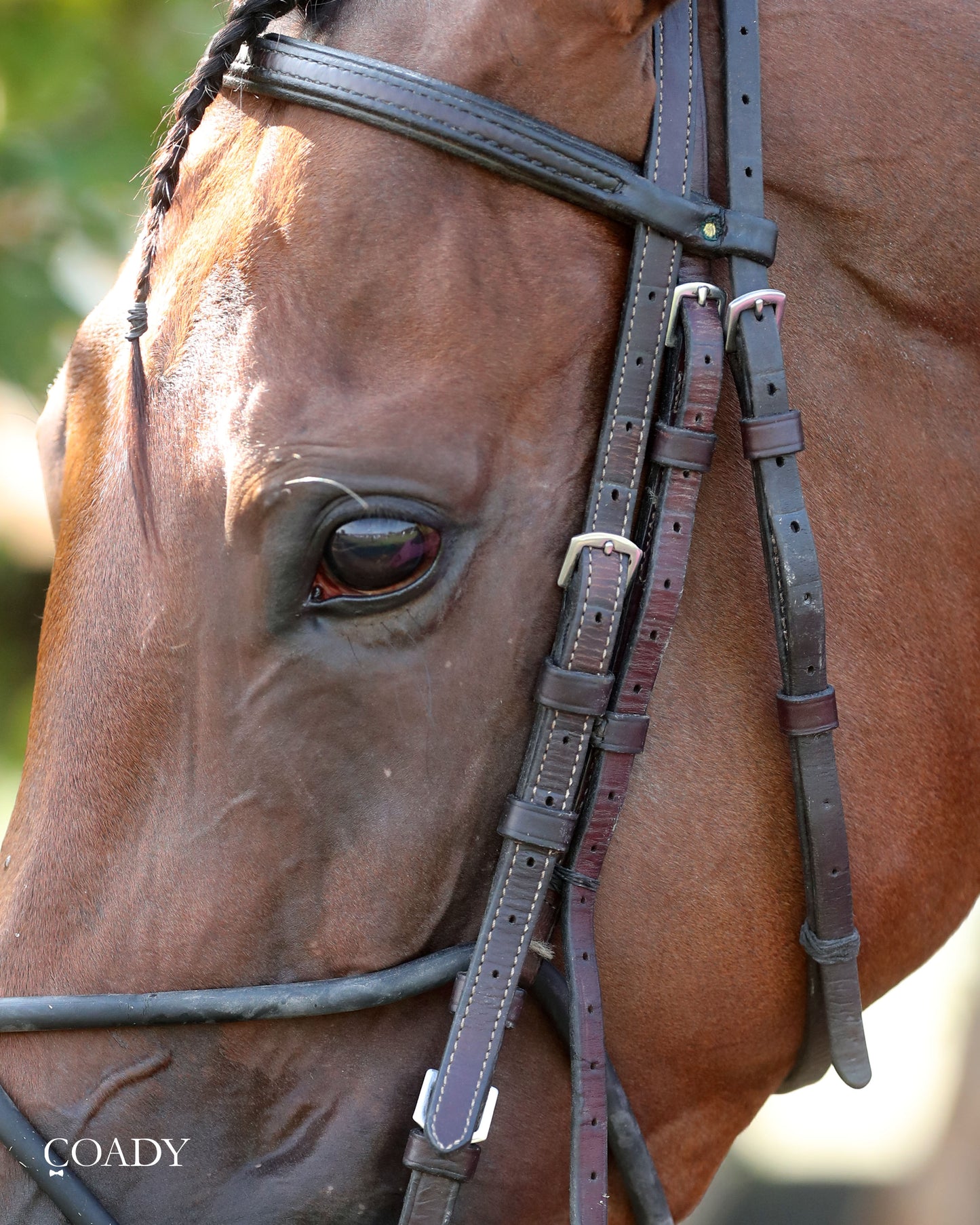 PHAROAH'S WINE - The Mint One Dreamer - 09-04-25 - R09 - KD - Paddock 02 - Coady Media - Kurtis Coady Photography