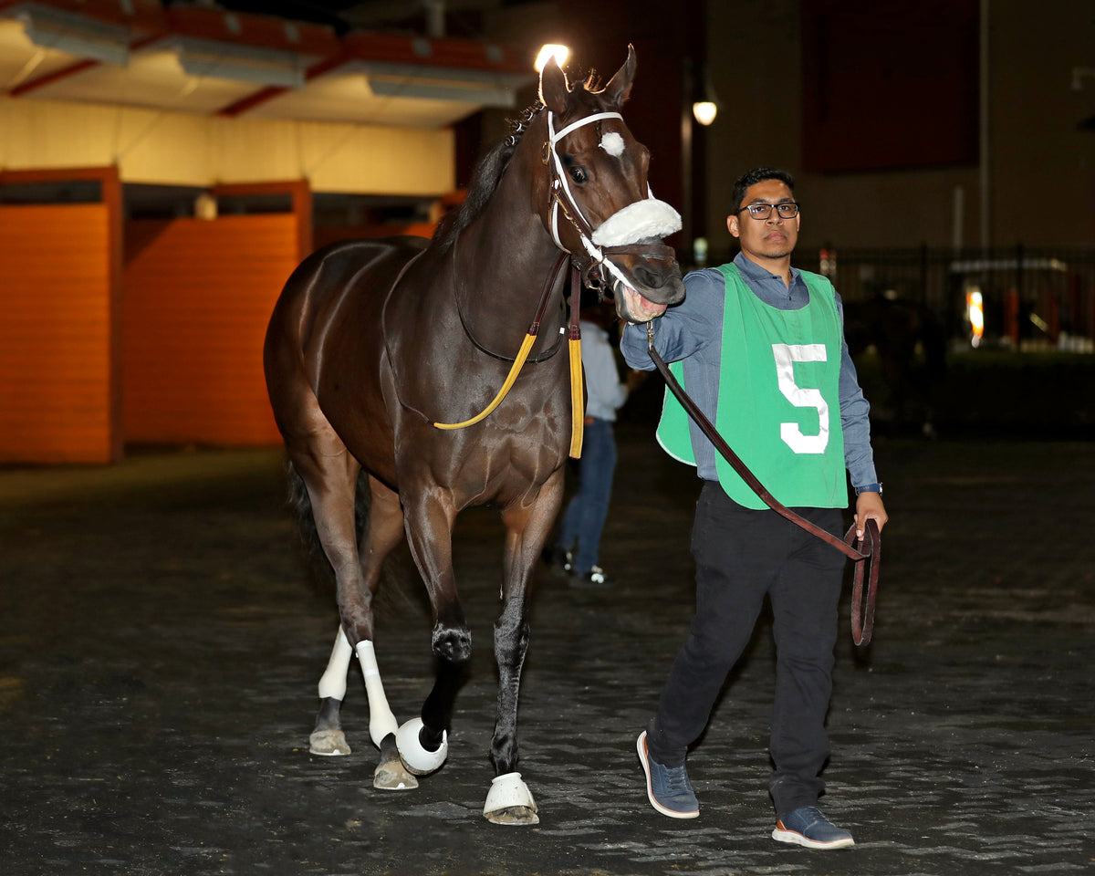 REAGAN'S FLAME - The Presque Isle Masters Stakes - G2 - 09-18-26 - R09 - PID - Paddock 01