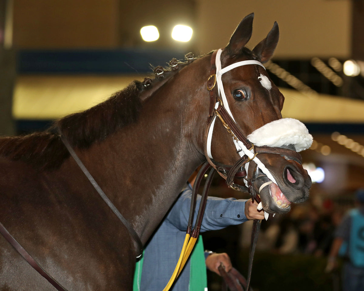 REAGAN'S FLAME - The Presque Isle Masters Stakes - G2 - 09-18-26 - R09 - PID - Paddock 02