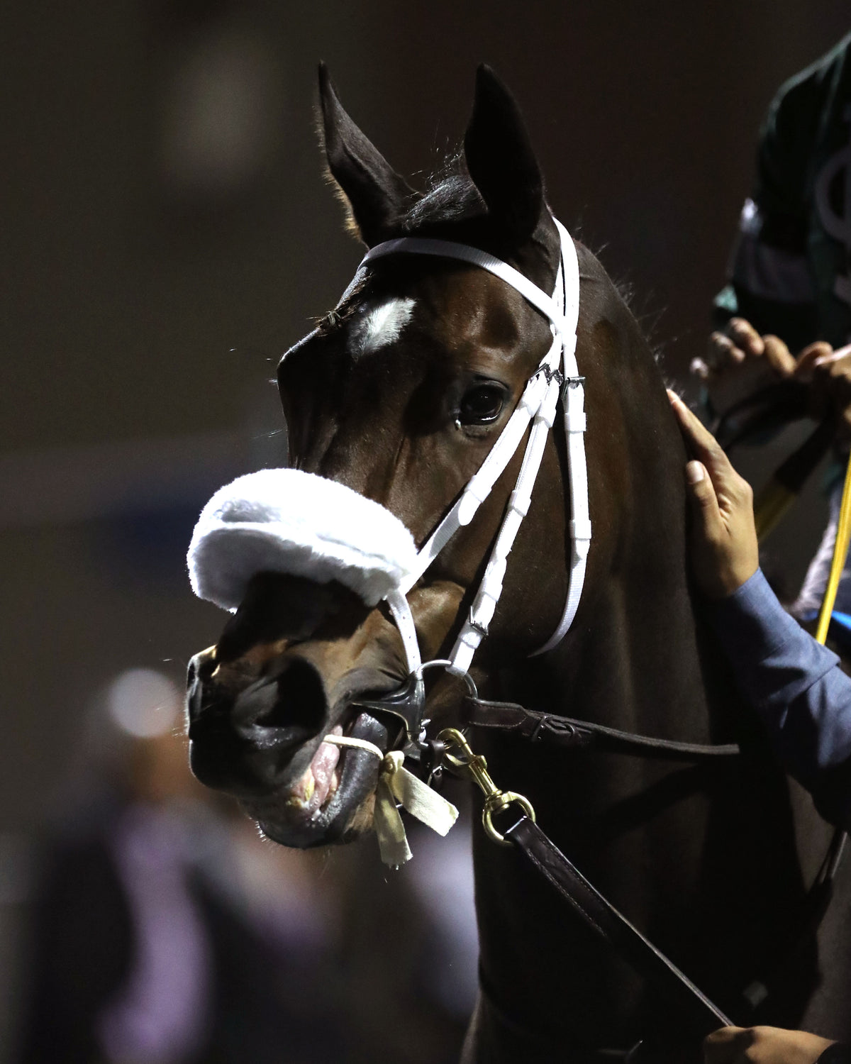 REAGAN'S FLAME - The Presque Isle Masters Stakes - G2 - 09-18-26 - R09 - PID - Paddock 04