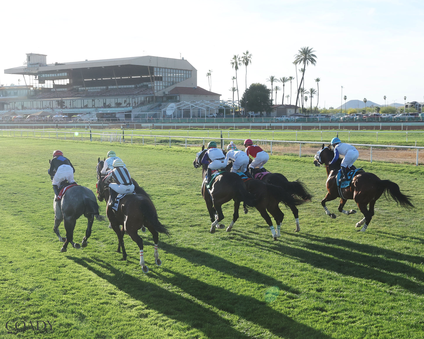 SALINE RIVER - Cotton Fitzsimmons Handicap - 03-21-26 - R07 - Turf Paradise - Starting Gate 2 - Coady Media - Kurtis Coady Photography