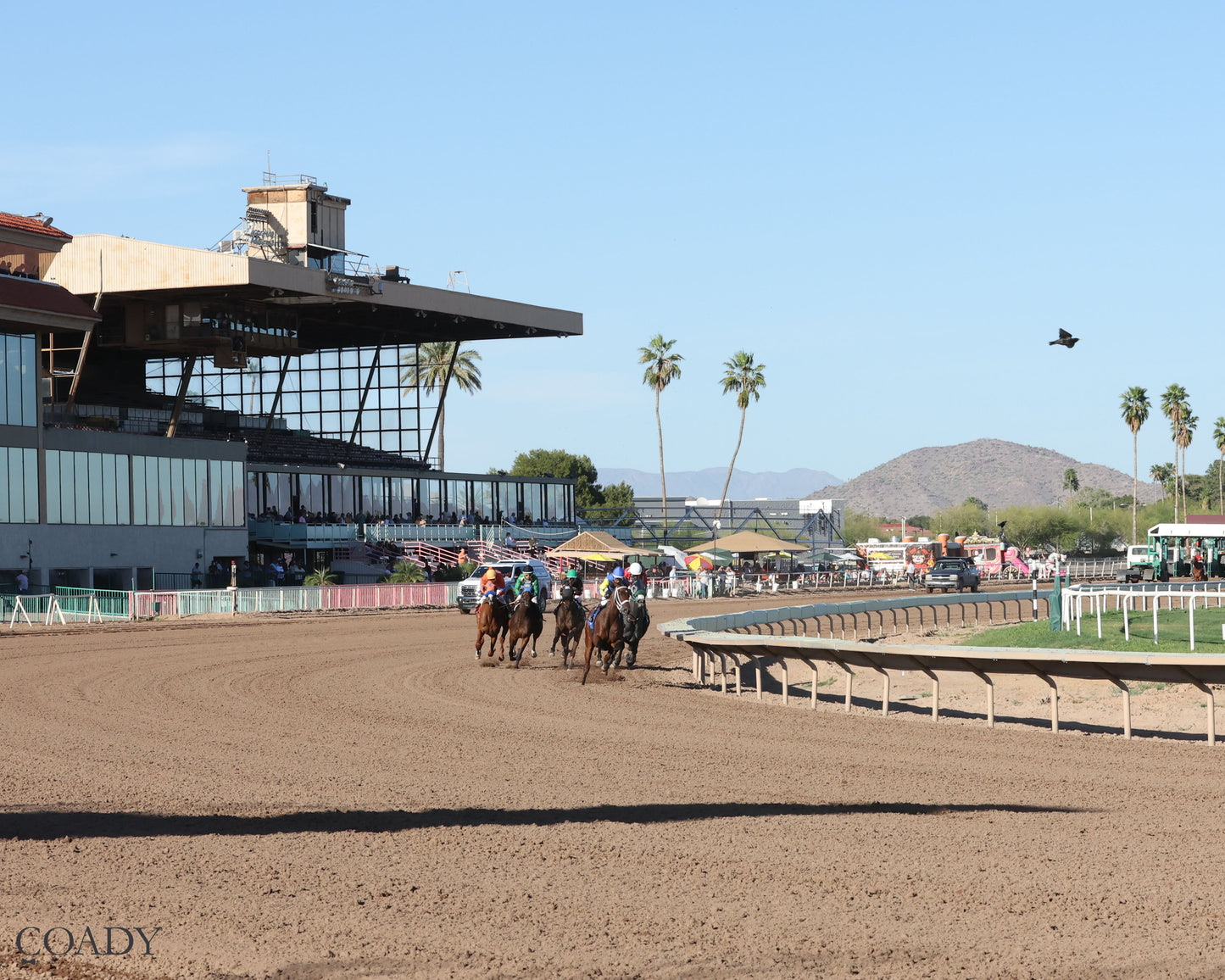 SONG OF SONGS - The Arizona Oaks presented by Taylor Made - 03-21-26 - R06 - Turf Paradise - Turn Shot - Coady Media - Kurtis Coady Photography
