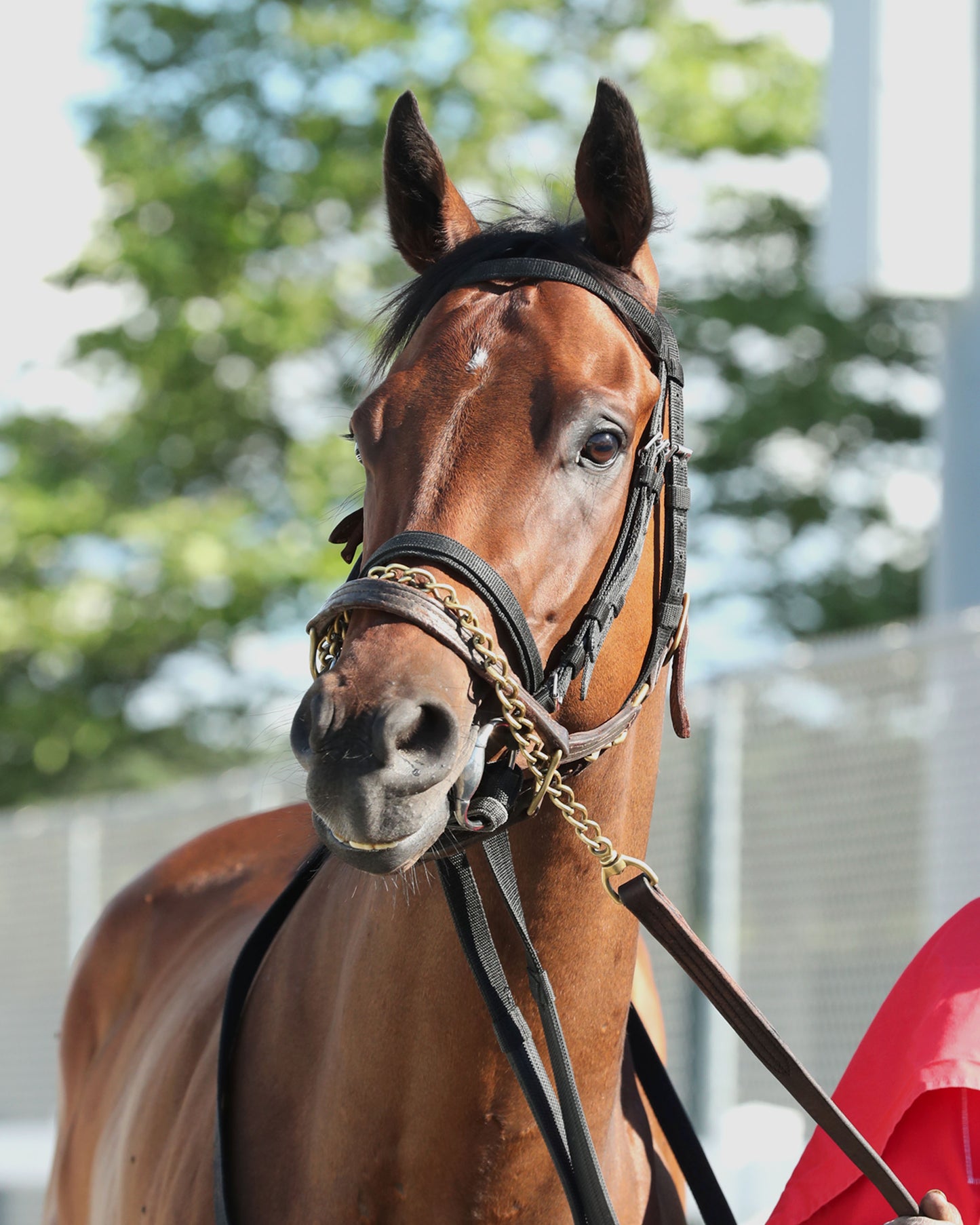 SQUAD GOALS - The 20th Running of The Tom Ridge Stakes - 06-15-26 - R07 - PID - Paddock 01