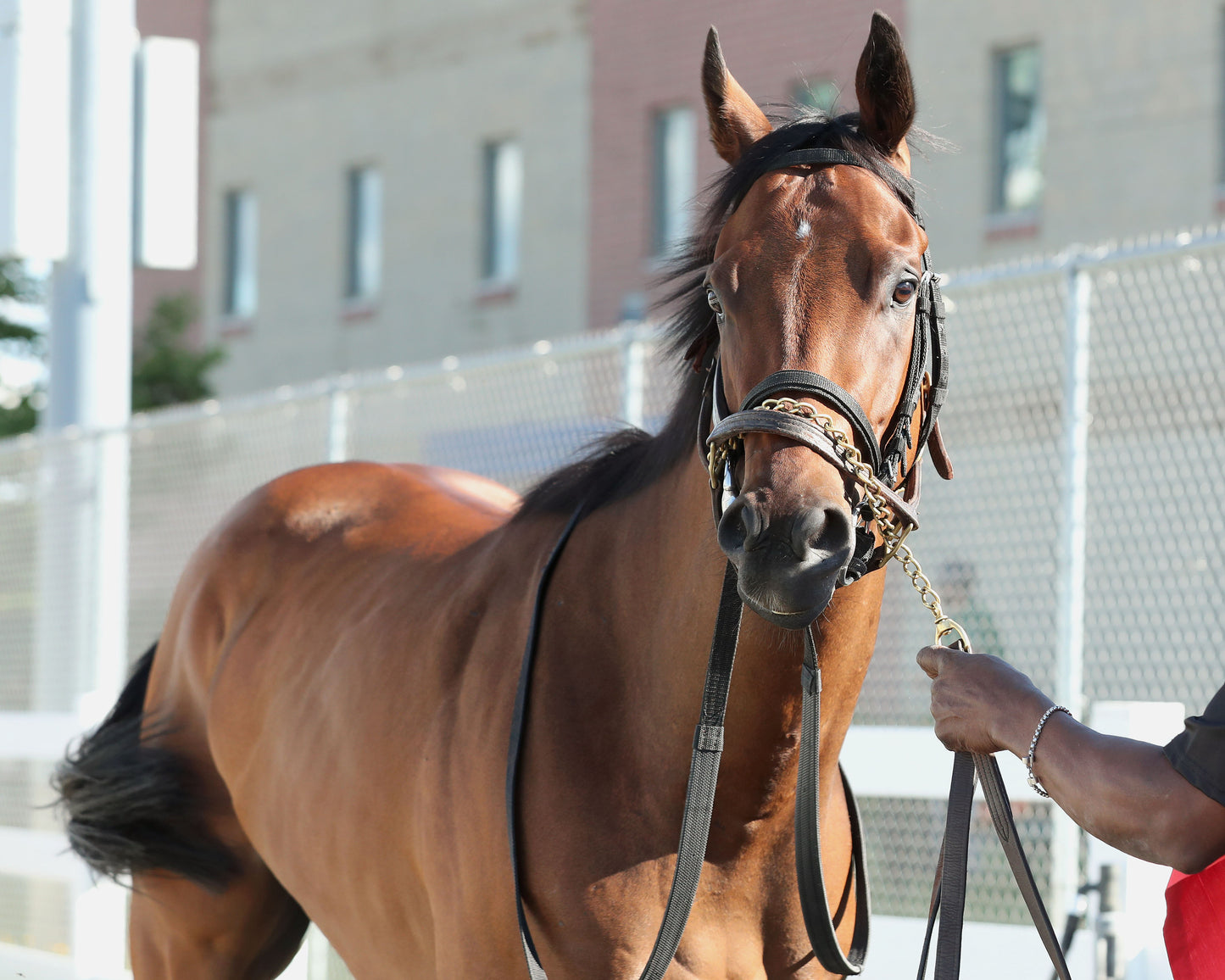 SQUAD GOALS - The 20th Running of The Tom Ridge Stakes - 06-15-26 - R07 - PID - Paddock 03