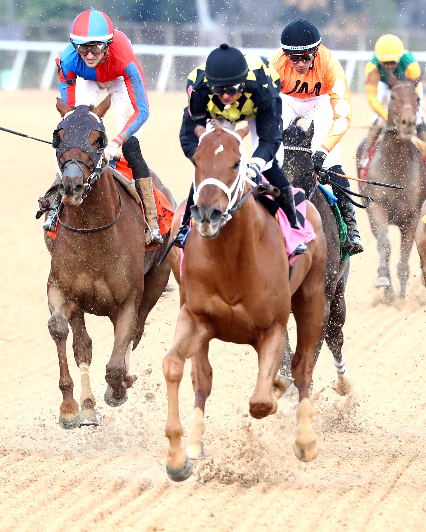 TOUCHDOWN ARKANSAS - Nodouble Breeder's Stakes - 02-21-26 - R08 - OP - Gallop Out 01 - Coady Media - Kurtis Coady Photography