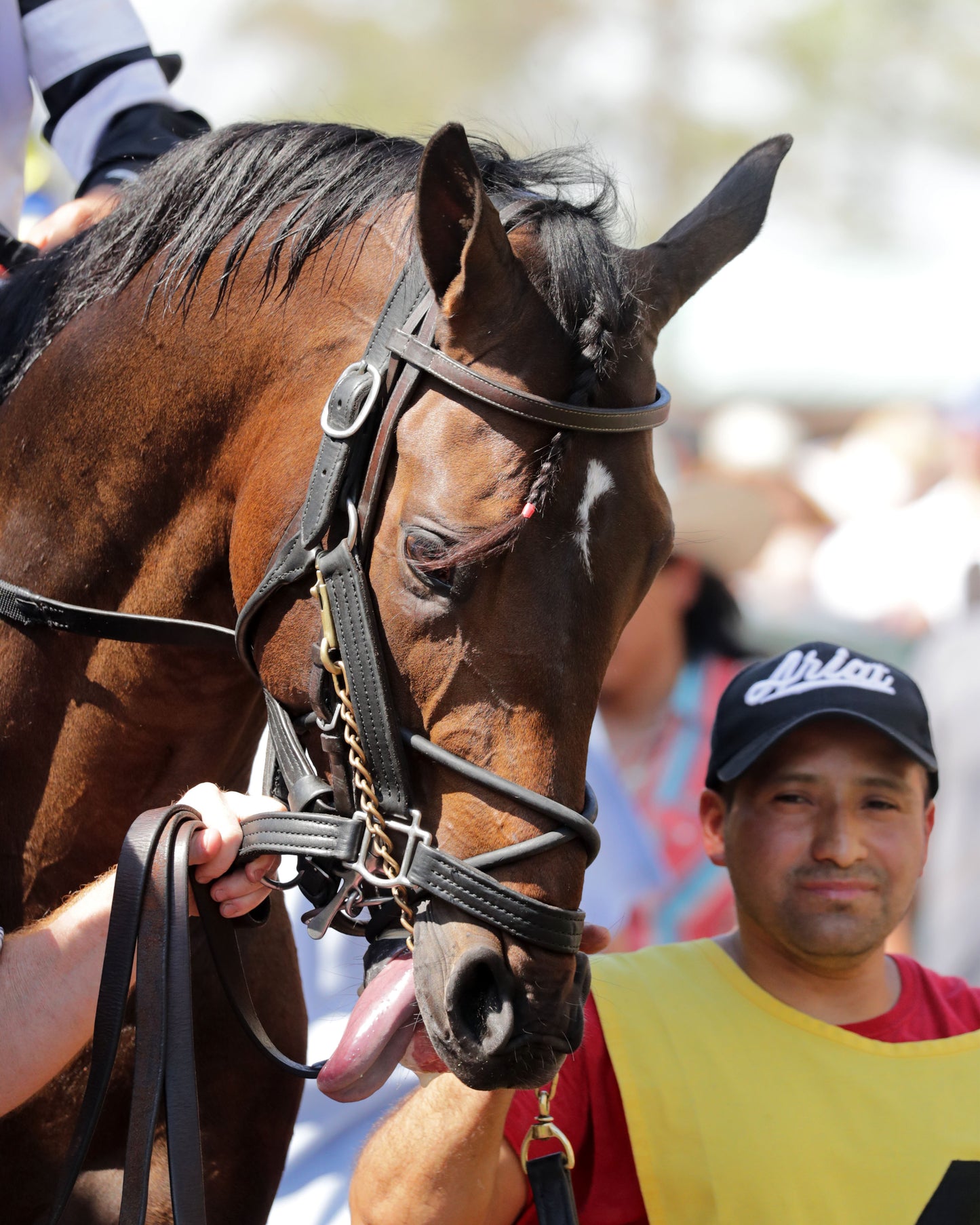 TROUBLE CALLING - 040326 - Race 05 - KEE The Lafayette - 78th Running - Paddock 01 - Coady Media - Kurtis Coady Photography
