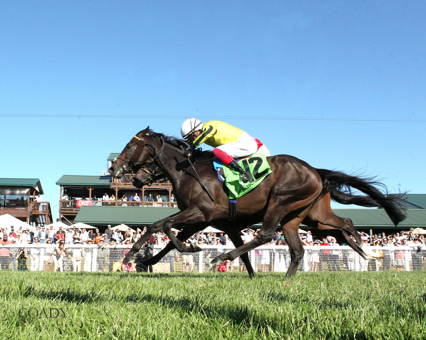 WIMBLEDON HAWKEYE - DK Horse Nashville Derby Invitational Stakes - 08-30-25 - KD - Under Rail 01 - Coady Media - Kurtis Coady Photography