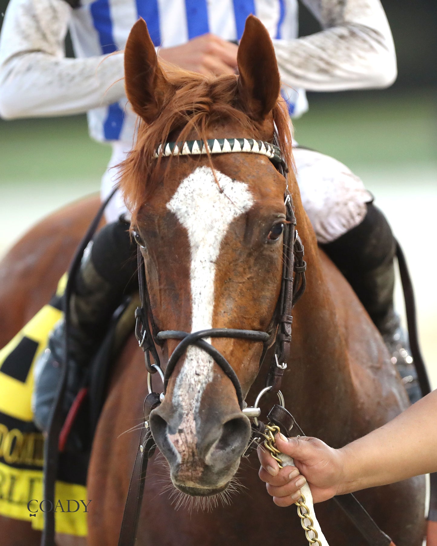 WORLD BEATER - The Old Dominion Derby G3 - 09-06-25 - R10 - CNL - Come Back 02 - Coady Media - Kurtis Coady Photography