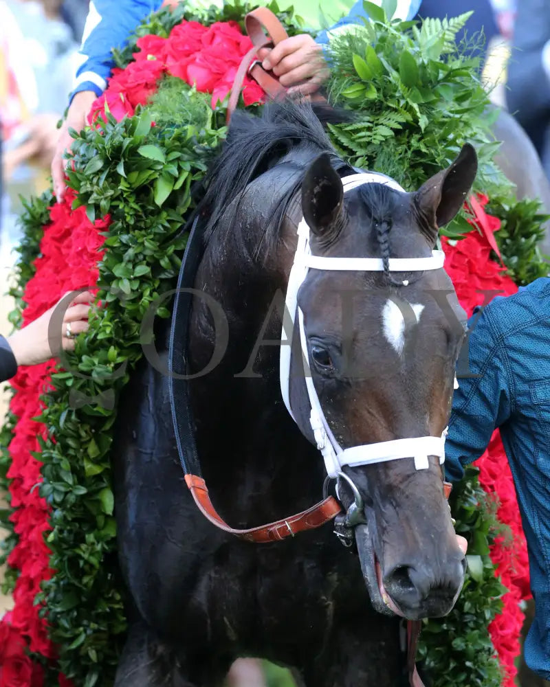Always Dreaming - 050617 Race 12 Cd Head Shot Horse 1 Churchill Downs