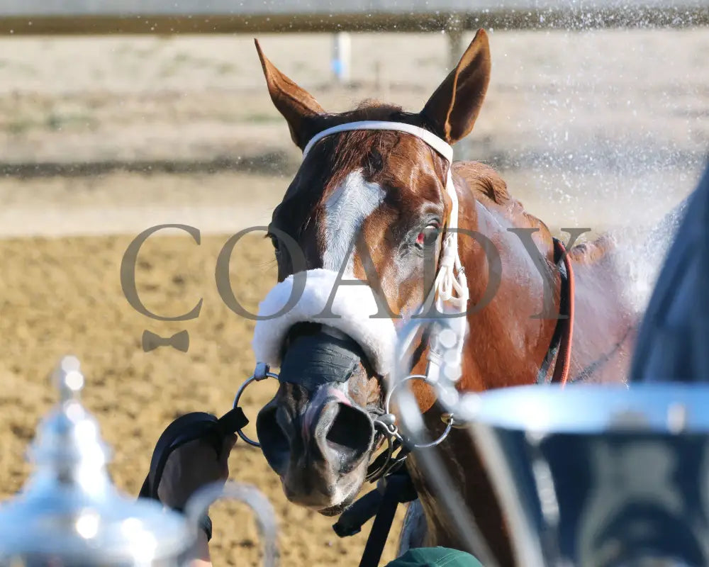 AMERICAN PROMISE - The Virginia Derby - 03-15-25 - R09 - CNL - Bath 03 Colonial Downs