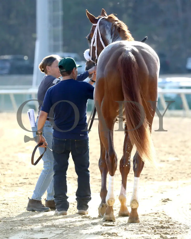 AMERICAN PROMISE - The Virginia Derby - 03-15-25 - R09 - CNL - Walk Back 01 - Coady Media - Kurtis Coady Photography