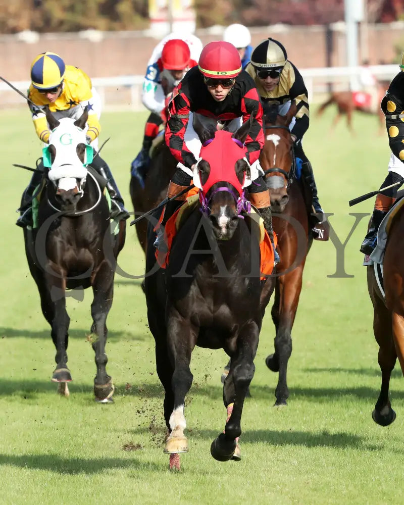 ASHIMA - The Tiara - 11-15-25 - R05 - CD - Gallop Out 01 - Coady Media - Kurtis Coady Photography