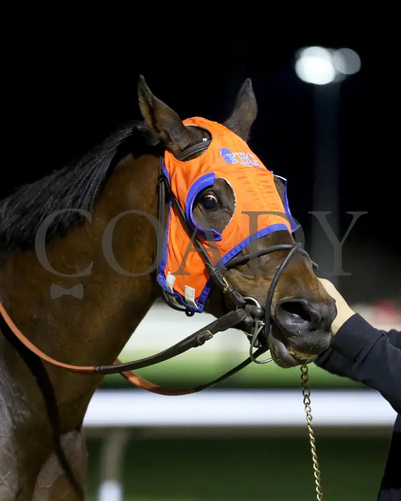 B G Warrior - The Queen 28Th Running 03 - 16 - 24 R06 Tp Post Race 02 Turfway Park