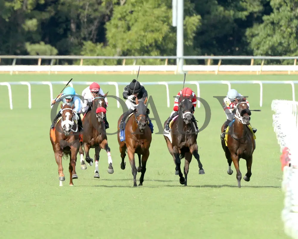 Beauty Of The Sea - The Andy Guest Stakes 08-11-24 R07 Cnl Head On 01 Colonial Downs