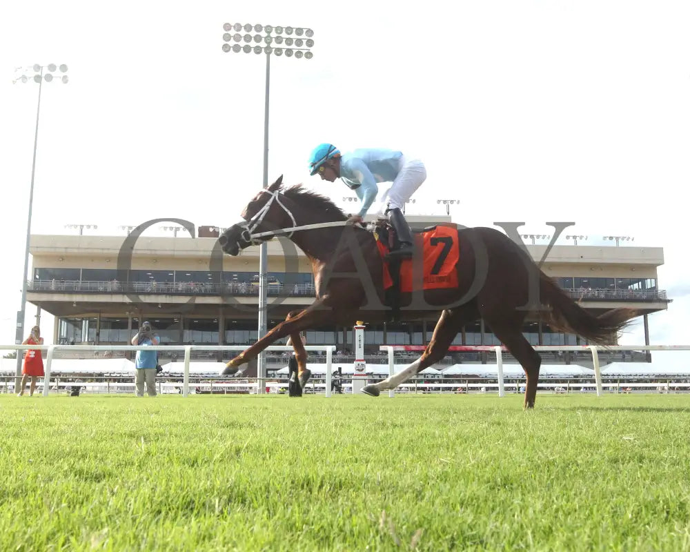 Beauty Of The Sea - The Andy Guest Stakes 08-11-24 R07 Cnl Under Rail 01 Colonial Downs