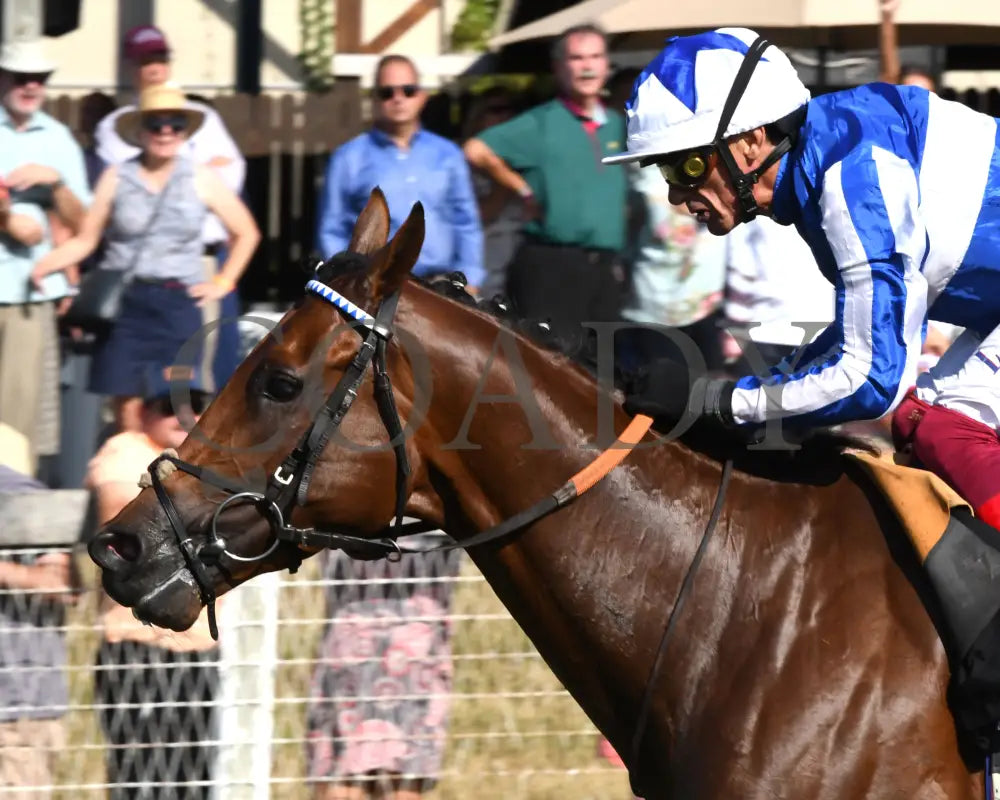 Bellum Justum - The Dk Horse Nashville Derby Invitational G3 08-31-24 R08 Kd Inside Finish 02
