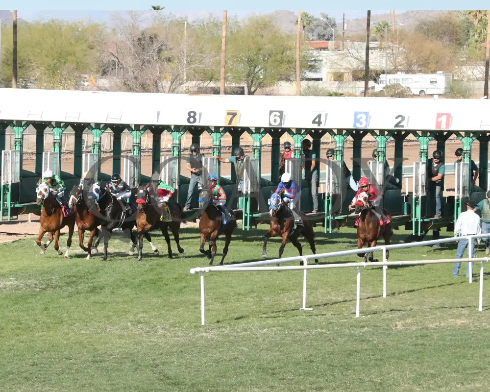 BODI ZAFA - Luke Kruytbosch Overnight Handicap - 02-19-25 - R07 - Turf Paradise - Starting Gate Turf Paradise