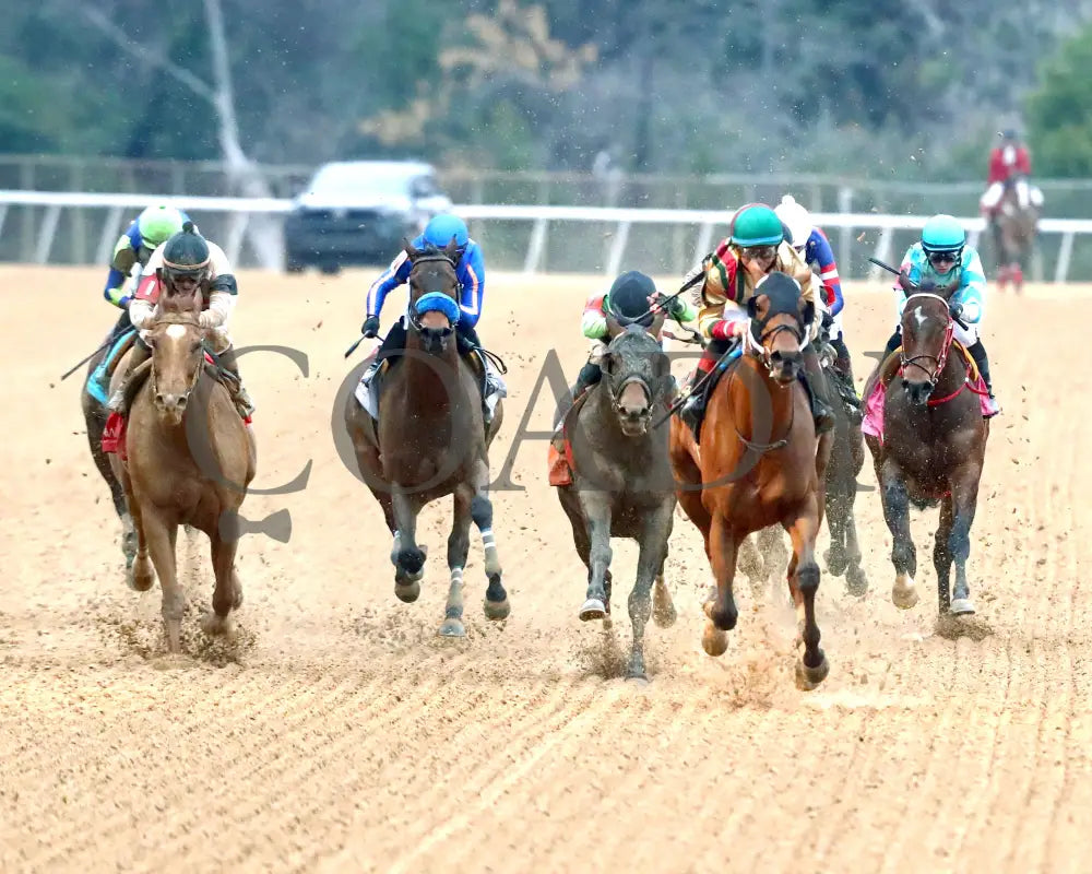 BOURBON BASH - Commodore Overnight Stakes - 01-03-26 - R09 - OP - Head On 01 - Coady Media - Kurtis Coady Photography