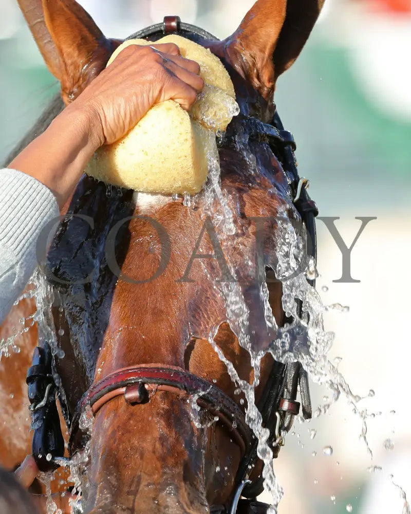 Brilliant Berti - The Bryan Station G3 10-26-24 R09 Kee Come Back 03 Keeneland