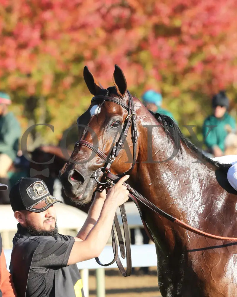 Brilliant Berti - The Bryan Station G3 10-26-24 R09 Kee Head Shot 02 Keeneland