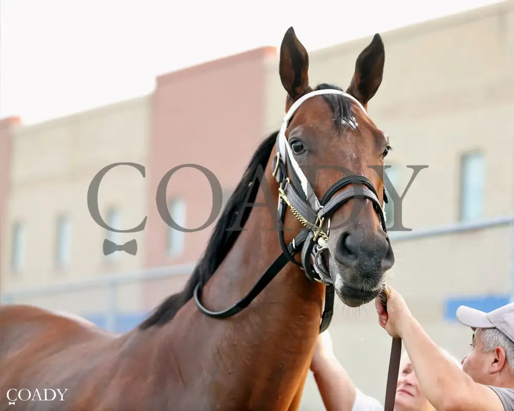 CANDY REWARD - The H.B.P.A. Stakes - 10-06-25 - R07 - Paddock 02 Presque Isle Downs