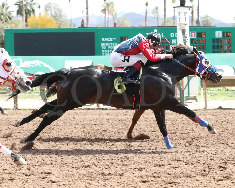 Carters Kissin Cindi - Aqra Turf Paradise Open Derby Consolation 03 - 26 - 24 R01 Finish