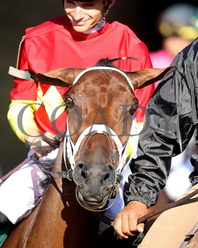 Chop - The Rood & Riddle Dowager G3 10-20-24 R08 Kee Post Parade 01 Keeneland