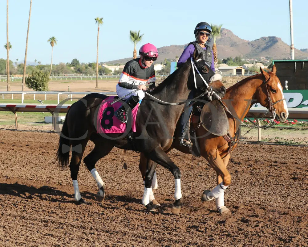 CHUCKANUT BAY - Hank Mills Jr Overnight Handicap - 11-10-25 - R07 - Turf Paradise - Post Parade 3 Turf Paradise